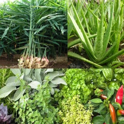 Ícone de Plantas medicinais identificar